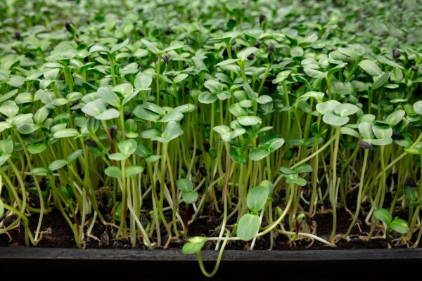 The Complete Spinach Cultivation Guide For A Profitable Harvest