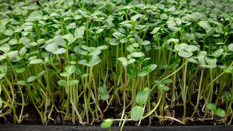 The Complete Spinach Cultivation Guide For A Profitable Harvest