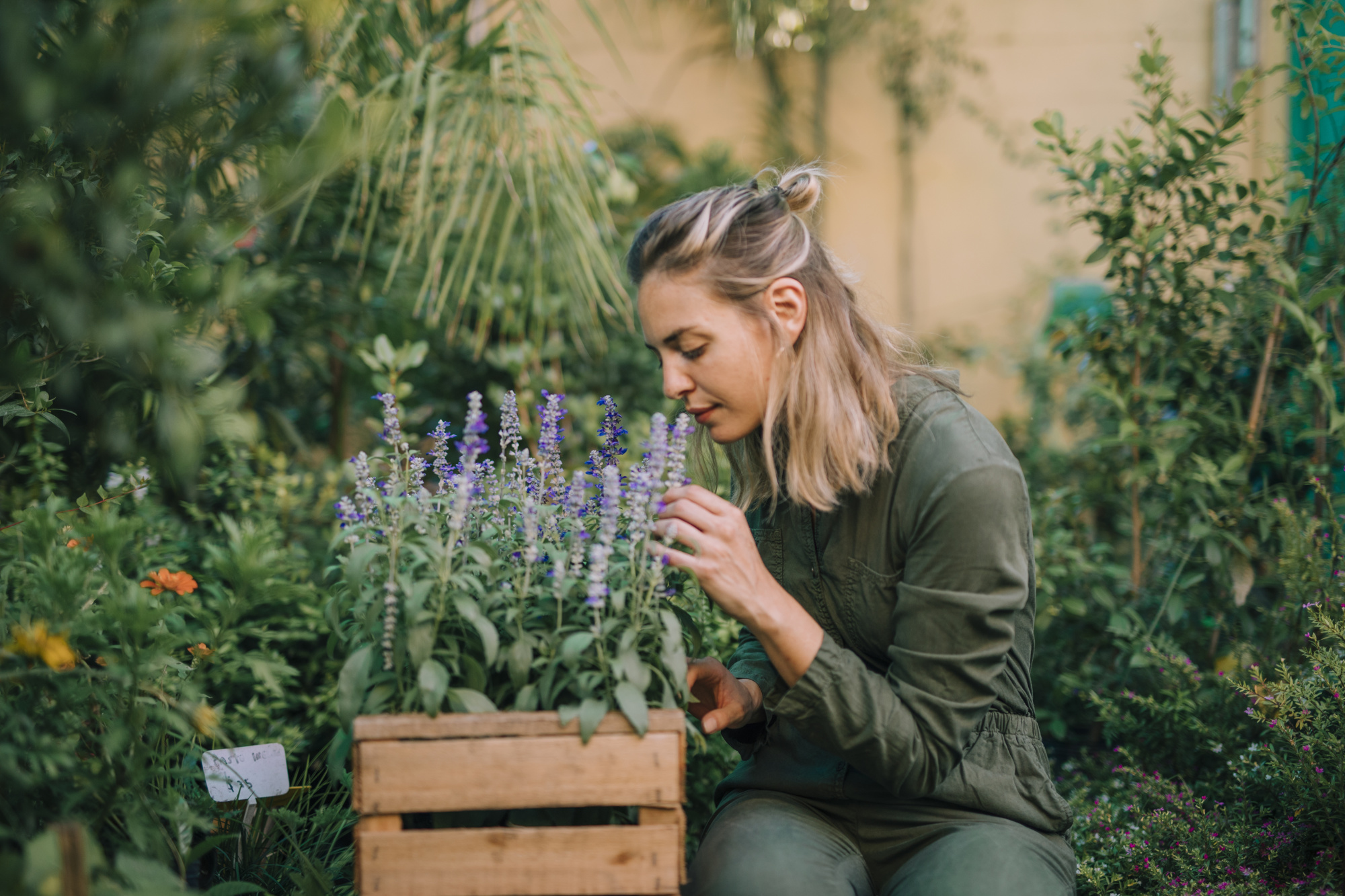 Planting Lavender: A Step-By-Step Guide To Growing