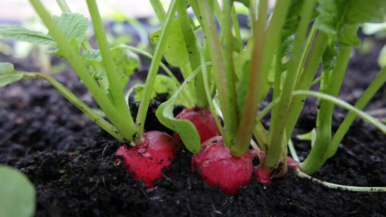Most Important Benefits Of Growing Radishes In Your Yard