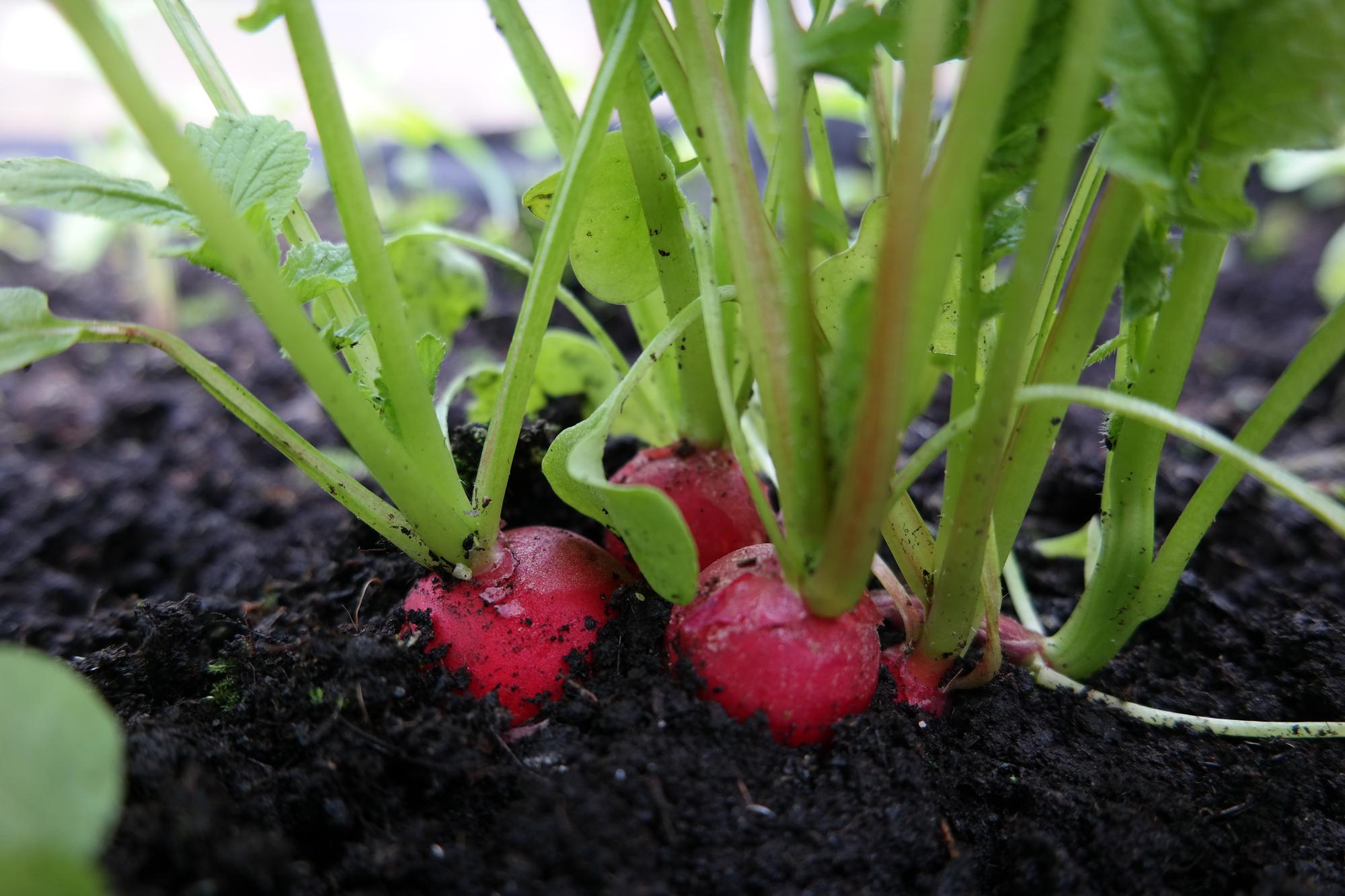 Most Important Benefits Of Growing Radishes In Your Yard