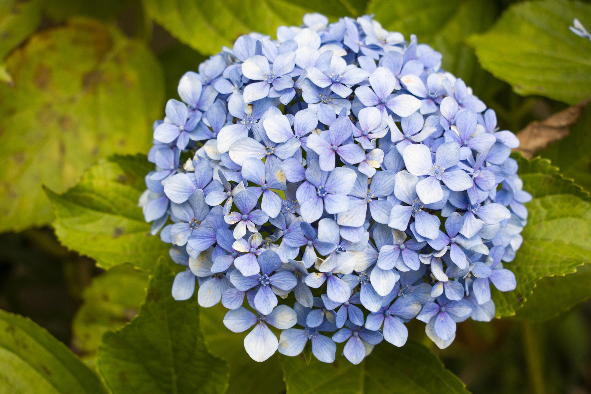 The Secrets Of Cultivating Gorgeous Hydrangeas
